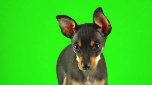 화면에 장난감 테리어 강아지 — 비디오