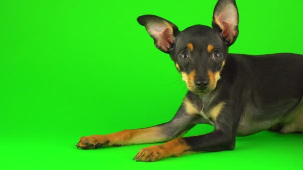 Yeşil Ekranda Oyuncak Terrier Köpek Yavrusu — Stok video