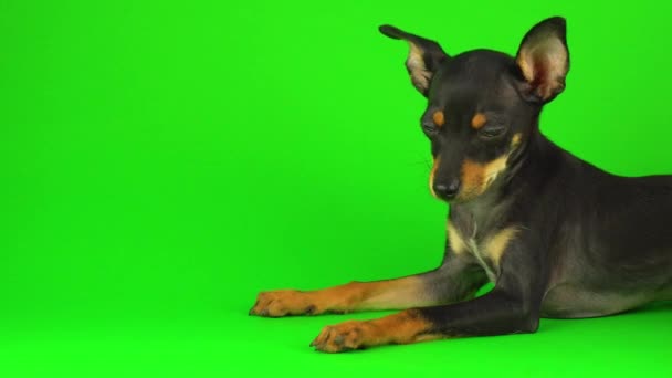 緑色の画面上のおもちゃテリア犬の子犬 — ストック動画