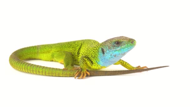 Lagarto Verde Fundo Tela Branca — Vídeo de Stock