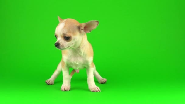 Aranyos kiskutya Chihuahua kutya zöld képernyő háttér
