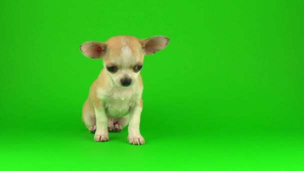 Aranyos Kiskutya Chihuahua Kutya Zöld Képernyő Háttér — Stock videók