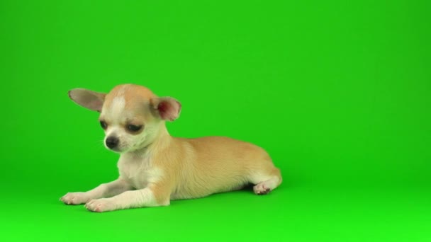 Carino Cane Cucciolo Chihuahua Sfondo Schermo Verde — Video Stock