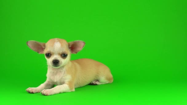 Söt Valp Chihuahua Hund Grön Skärm Bakgrund — Stockvideo