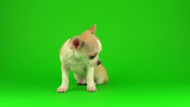 Aranyos Kiskutya Chihuahua Kutya Zöld Képernyő Háttér — Stock videók