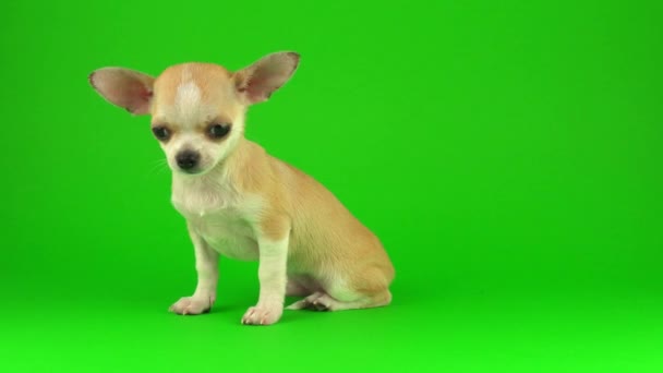 Niedlicher Welpe Chihuahua Hund Auf Grünem Hintergrund — Stockvideo