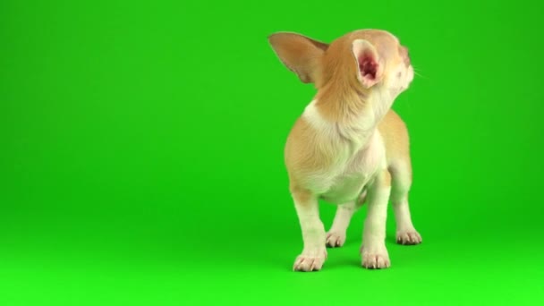 Aranyos Kiskutya Chihuahua Kutya Zöld Képernyő Háttér — Stock videók