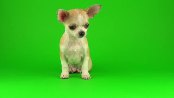 Aranyos Kiskutya Chihuahua Kutya Zöld Képernyő Háttér — Stock videók