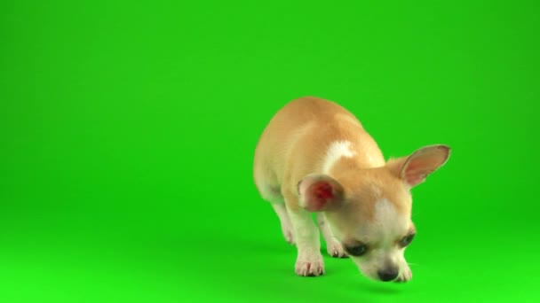 Cute Puppy Pies Chihuahua Zielonym Tle Ekranu — Wideo stockowe