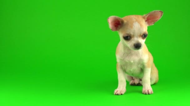 Милий Цуценя Чихуахуа Собака Зеленому Екрані Тла — стокове відео