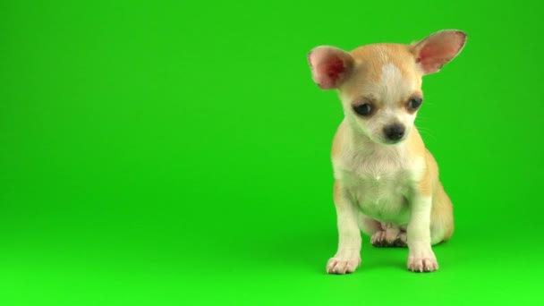 Niedlicher Welpe Chihuahua Hund Auf Grünem Hintergrund — Stockvideo