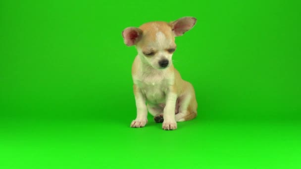 Yeşil ekran arka planda Sevimli köpek chihuahua köpek