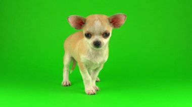 Yeşil ekran arka planda Sevimli köpek chihuahua köpek