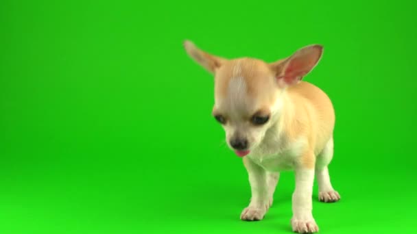 Милий Цуценя Чихуахуа Собака Зеленому Екрані Тла — стокове відео