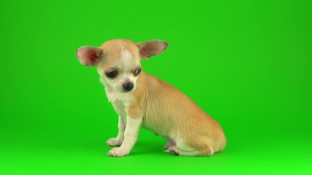 Niedlicher Welpe Chihuahua Hund Auf Grünem Hintergrund — Stockvideo