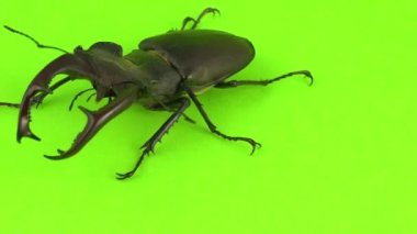 Yeşil ekranda Lucanus cervus