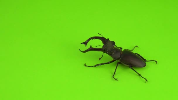 Lucanus Cervus Zielonym Ekranie — Wideo stockowe