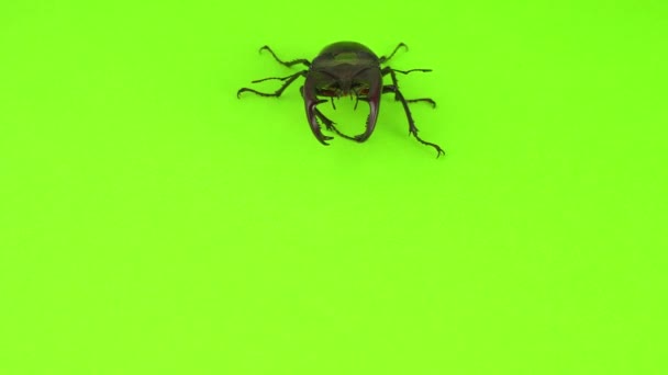 Yeşil Ekranda Lucanus Cervus — Stok video