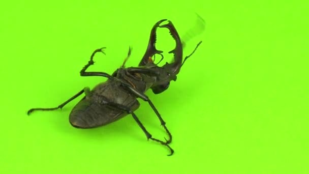 Lucanus Cervus Zielonym Ekranie — Wideo stockowe