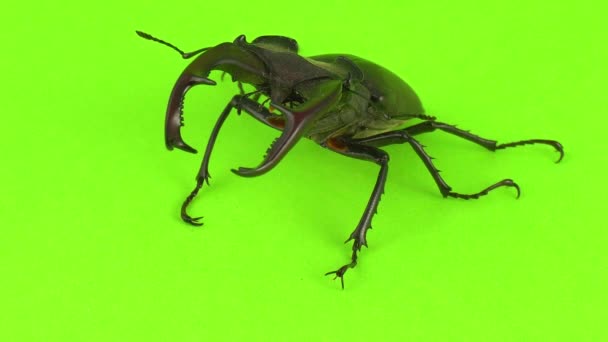 Lucanus Cervus Zöld Képernyőn — Stock videók