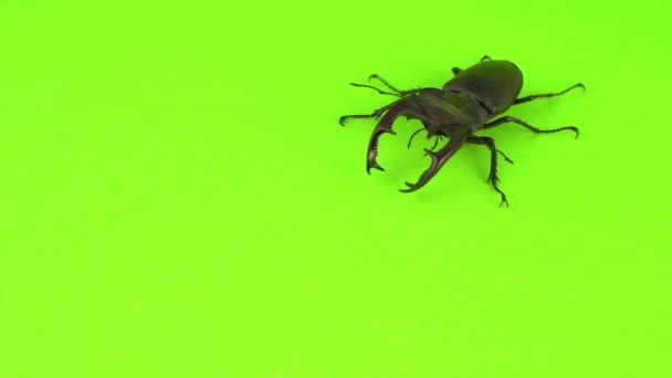 Lucanus Cervus Auf Grünem Bildschirm — Stockvideo