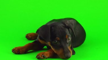 Yeşil ekranda Köpek Zwergpinscher küçük köpek yavrusu