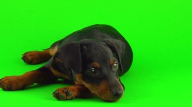 Yeşil ekranda Köpek Zwergpinscher küçük köpek yavrusu