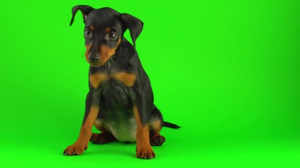 Yeşil Ekranda Köpek Zwergpinscher Küçük Köpek Yavrusu — Stok video