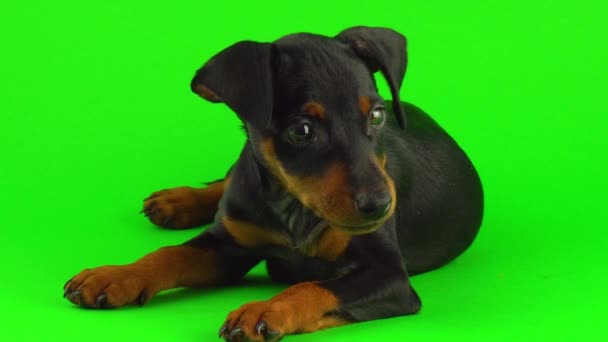 狗Zwergpinscher小狗在绿屏 — 图库视频影像