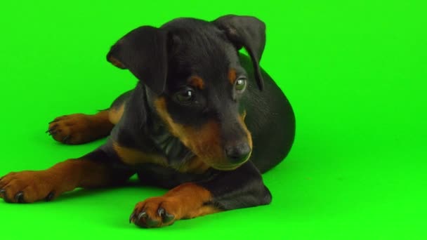 Dog Zwergpinscher Μικρό Κουτάβι Πράσινη Οθόνη — Αρχείο Βίντεο