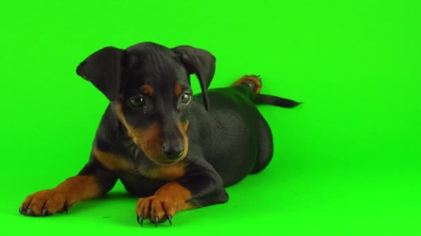 Cão Zwergpinscher Filhote Cachorro Tela Verde — Vídeo de Stock
