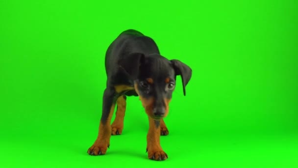 Dog Zwergpinscher Lilla Valp Grön Skärm — Stockvideo