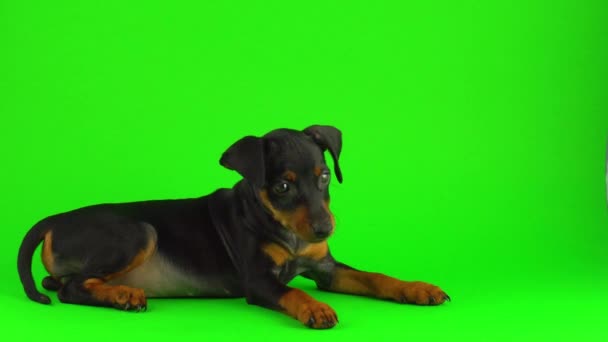 Chien Zwergpinscher Petit Chiot Sur Écran Vert — Video