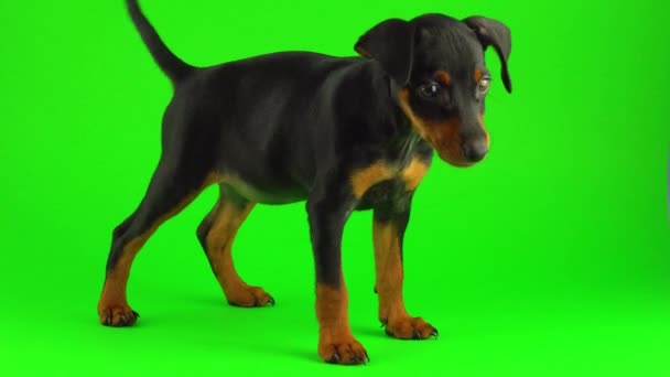 Cão Zwergpinscher Filhote Cachorro Tela Verde — Vídeo de Stock