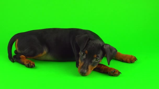 Pies Zwergpinscher Mały Szczeniak Zielonym Ekranie — Wideo stockowe