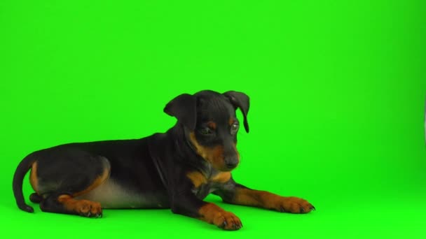 Pies Zwergpinscher Mały Szczeniak Zielonym Ekranie — Wideo stockowe