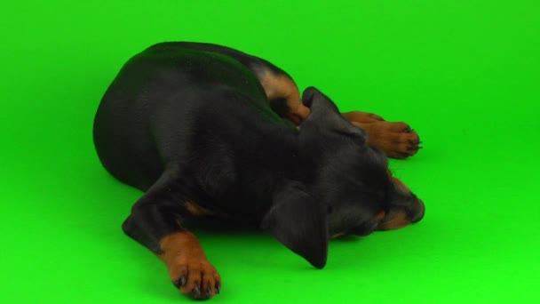 Cane Piccolo Cucciolo Zwergpinscher Sullo Schermo Verde — Video Stock