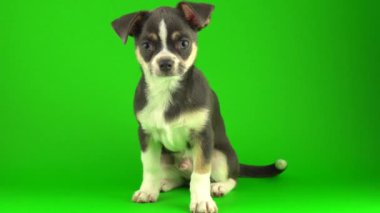 Yeşil ekran arka planda Chihuahua köpek yavrusu