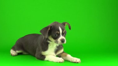 Yeşil ekran arka planda Chihuahua köpek yavrusu