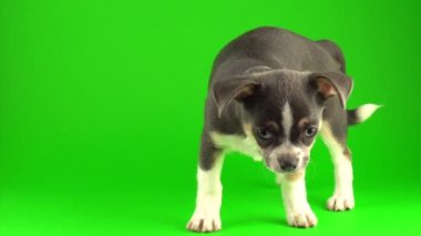 Yeşil ekran arka planda Chihuahua köpek yavrusu