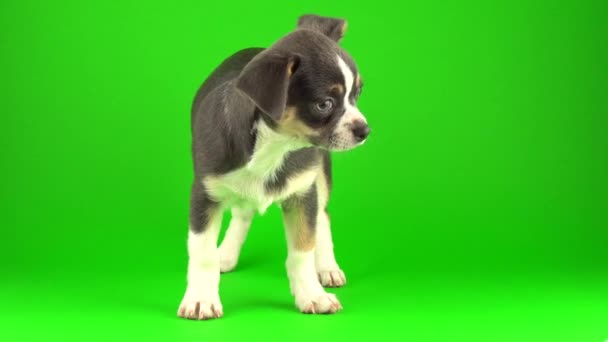 Chihuahua Cachorro Perro Verde Pantalla Fondo — Vídeos de Stock