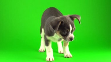 Yeşil ekran arka planda Chihuahua köpek yavrusu