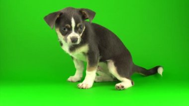 Yeşil ekran arka planda Chihuahua köpek yavrusu
