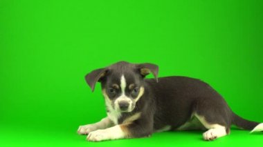 Yeşil ekran arka planda Chihuahua köpek yavrusu
