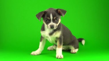 Yeşil ekran arka planda Chihuahua köpek yavrusu