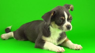 Yeşil ekran arka planda Chihuahua köpek yavrusu