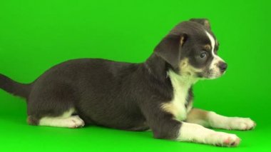 Yeşil ekran arka planda Chihuahua köpek yavrusu