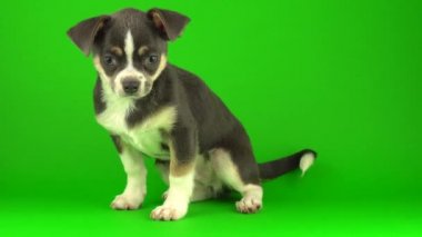 Yeşil ekran arka planda Chihuahua köpek yavrusu