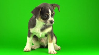 Yeşil ekran arka planda Chihuahua köpek yavrusu