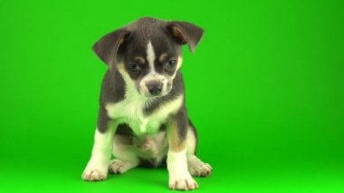 Yeşil ekran arka planda Chihuahua köpek yavrusu